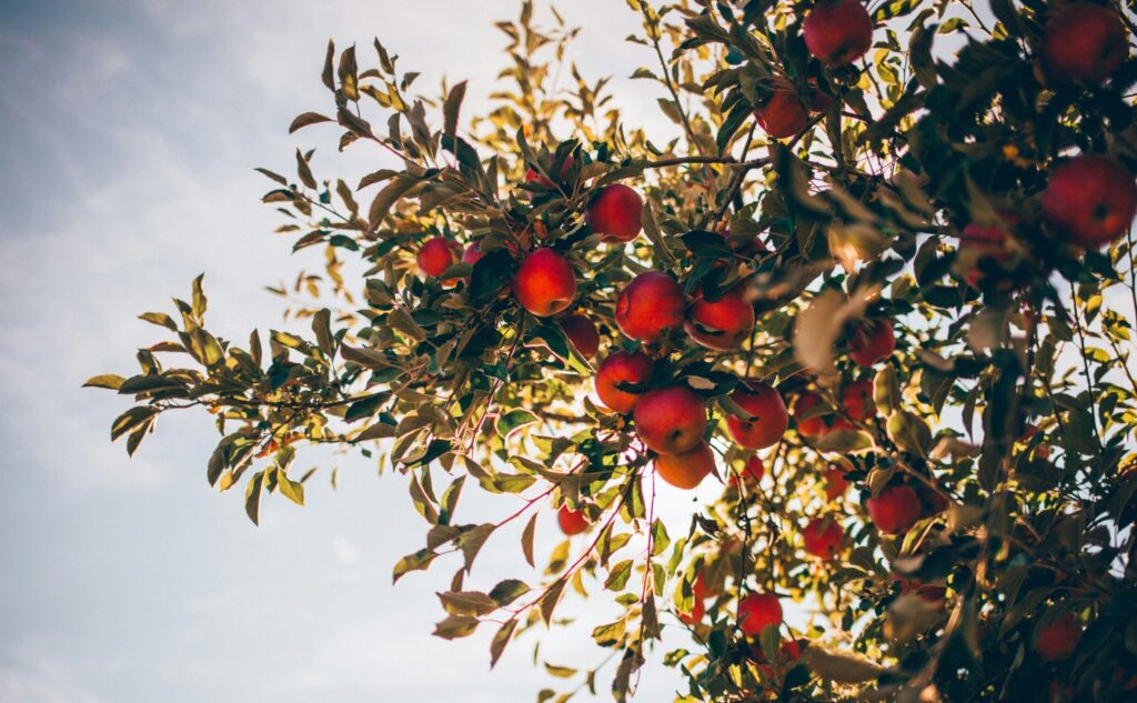 Apple tree canopy filled with red apples