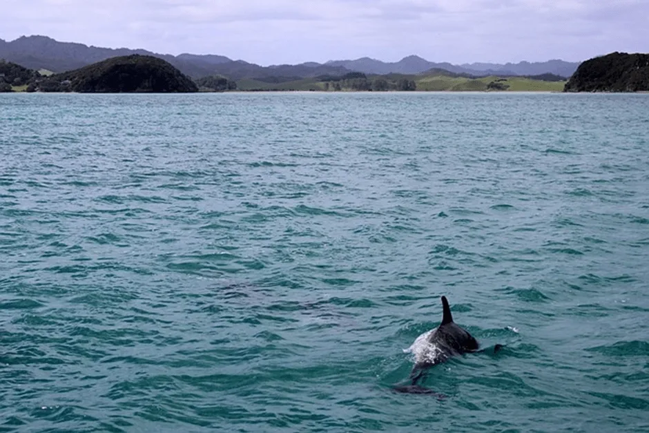 Sea with dolphin swimming