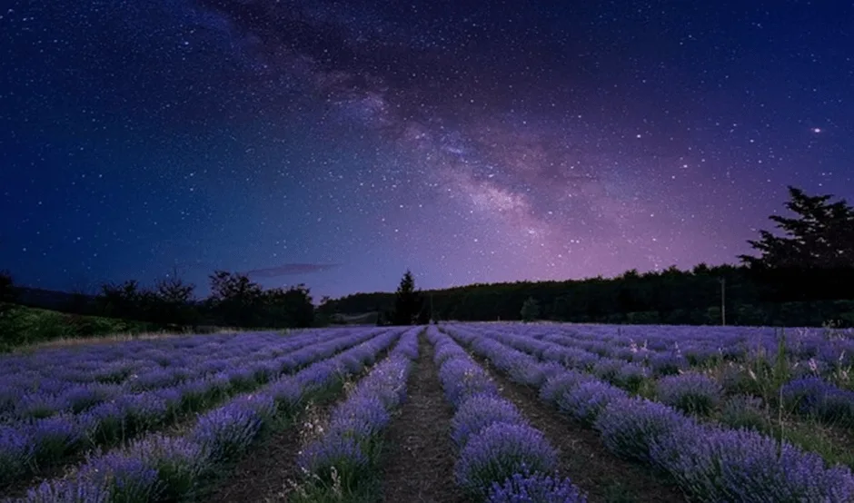 Lavender fields at night with the milky way visible